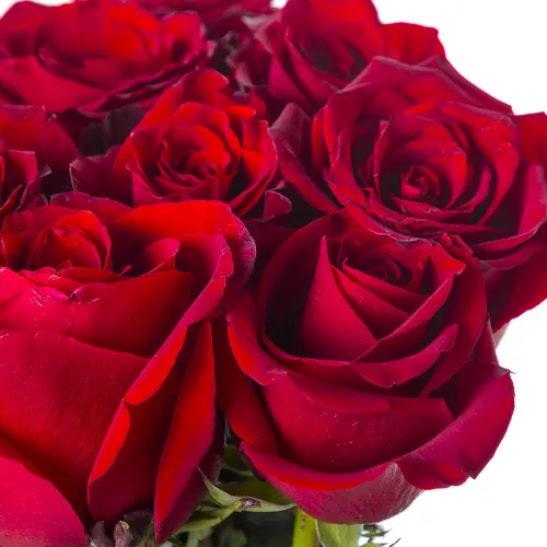 Монобукет из 9 красных роз Эквадор 100 см