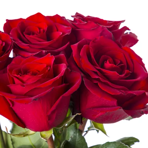 Букет из 5 красных роз Эквадор 100 см