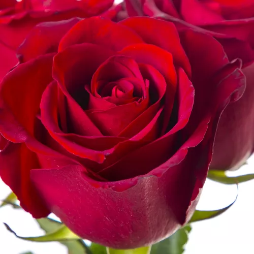 Монобукет из 3 красных роз Эквадор 100 см