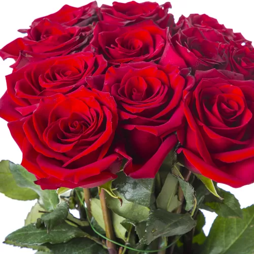 Букет из 11 больших красных роз Эквадор 100 см