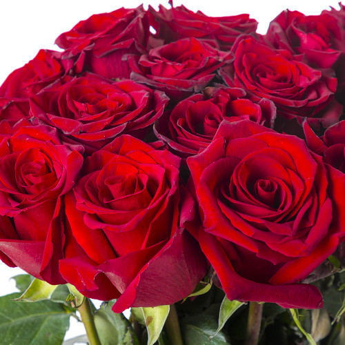 Букет красного цвета из 15 роз Эквадор 100 см