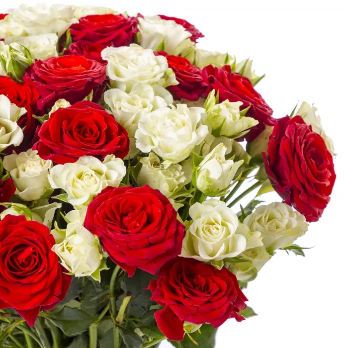 25 красно-белых кустовых роз