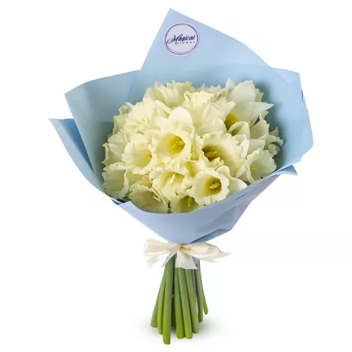 Букет из 21 белого нарцисса