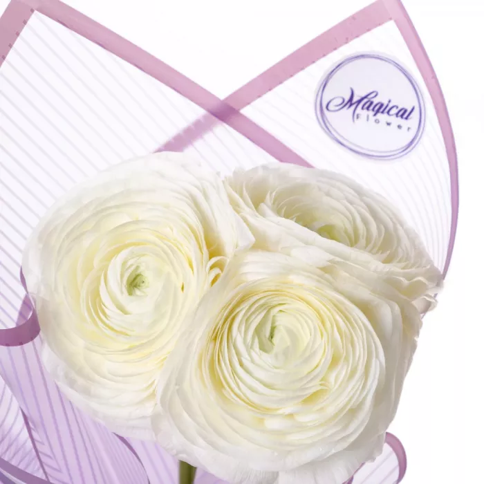 Букет из 3 белых ранункулюсов