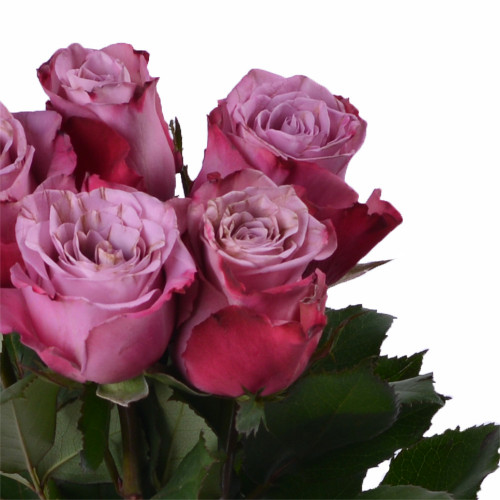 Букет из 5 фиолетовых роз