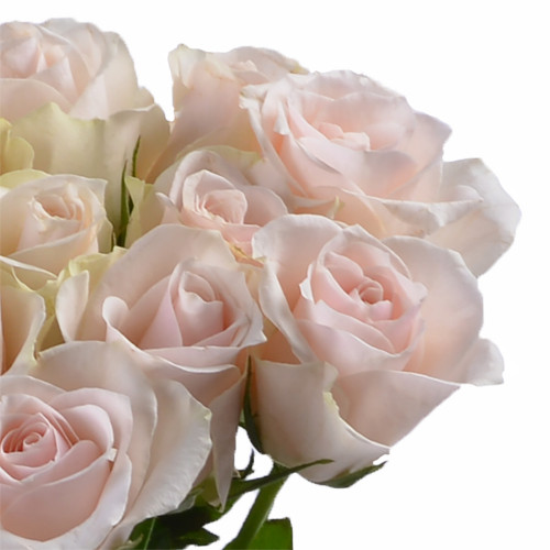 Монобукет из 11 нежно-розовых роз
