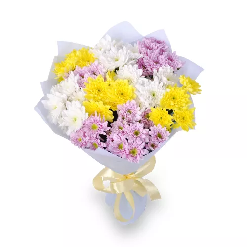 11 разноцветных хризантем