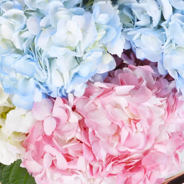 Корзина 15 разноцветных гортензий