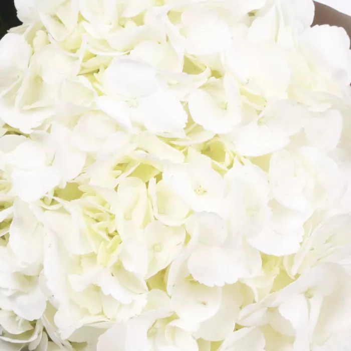 Букет из 1 белой гортензии