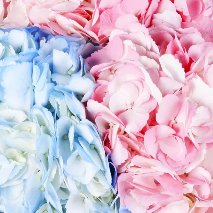 Шляпная коробка с букетом из 3 Гортензий