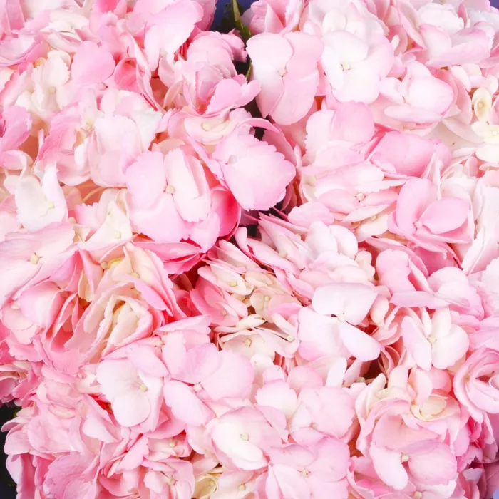 Букет из 3 розовых гортензий в пленке