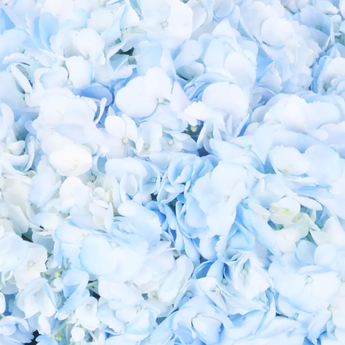 Букет из 7 голубых гортензий в пленке