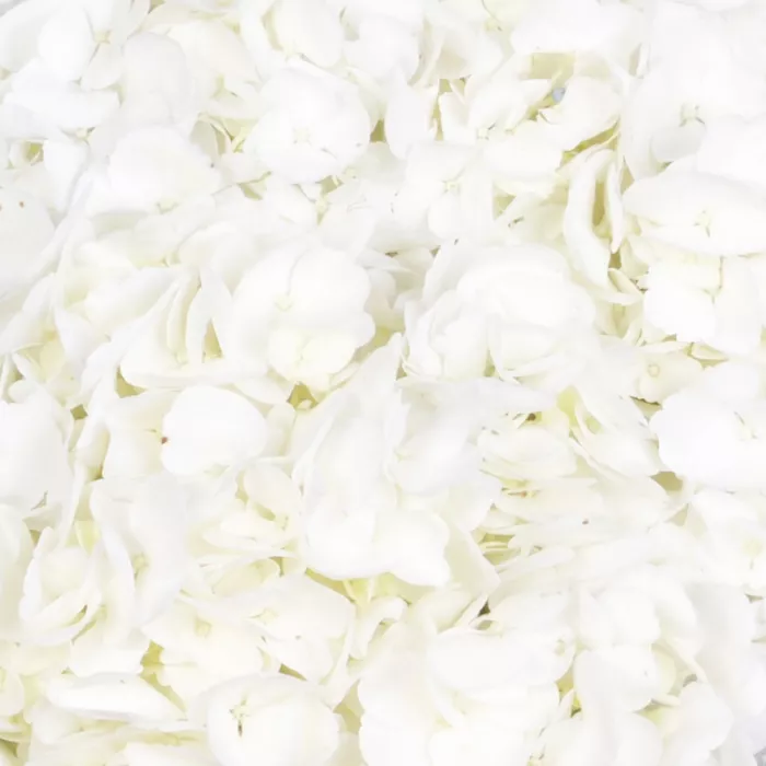 Букет из 3 гортензий в пленке