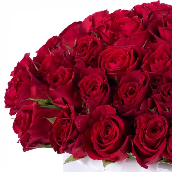 51 красная роза в белой шляпной коробке