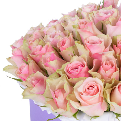 Нежный букет из 75 бело-розовых роз в фиолетовой шляпной коробке
