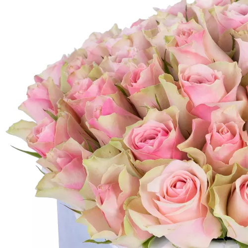 Букет из 75 бело-розовых роз в серой бархатной шляпной коробке