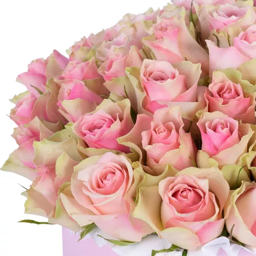 Большой букет из 75 бело-розовых роз в розовой шляпной коробке
