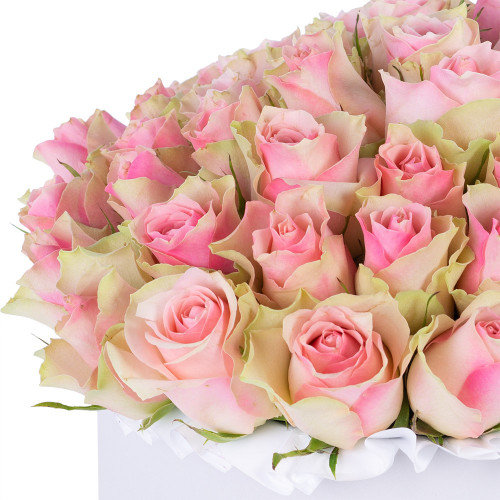 Букет из 75 бело-розовых роз в белой шляпной коробке