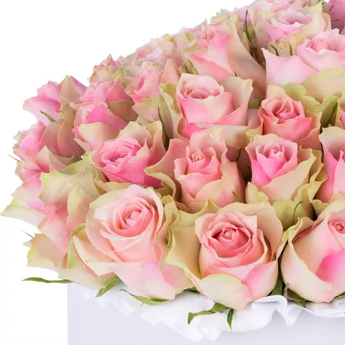 Огромный букет из 75 бело-розовых роз в белой шляпной коробке