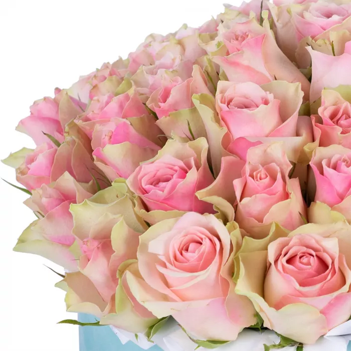 Букет из 75 бело-розовых роз в зеленой бархатной шляпной коробке