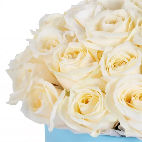 Большой букет цветов из 35 белых роз premium в голубой шляпной коробке