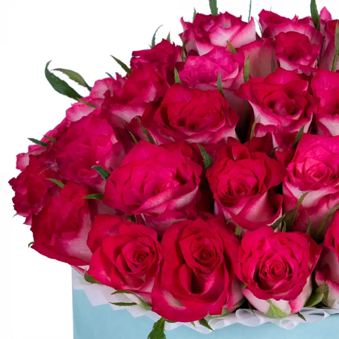 Букет из 51 бело-малиновой розы в зеленой бархатной шляпной коробке