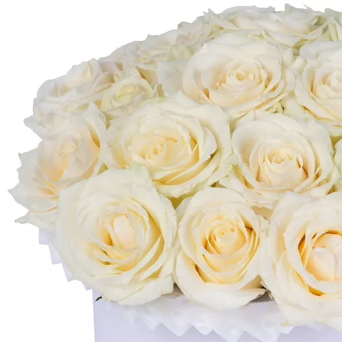 25 белых роз premium в белой шляпной коробке