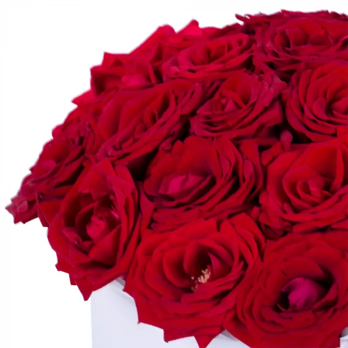 25 роз красных premium в шляпной белой коробке