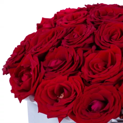 25 роз красных premium в бархатной шляпной коробке