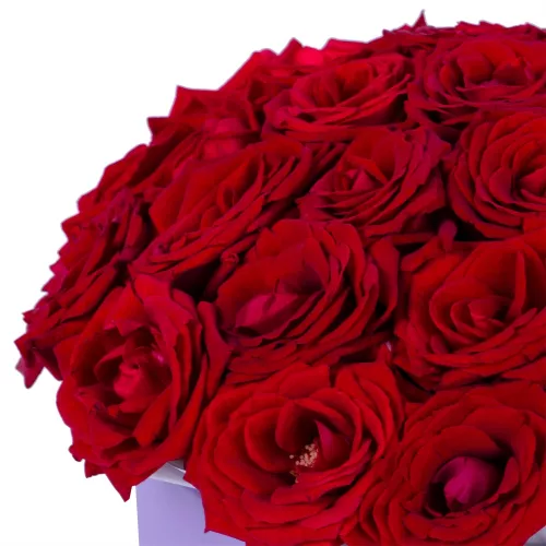 25 красных роз premium в фиолетовой шляпной коробке