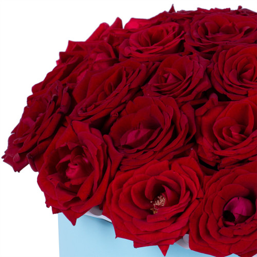 25 красных роз premium в голубой шляпной коробке