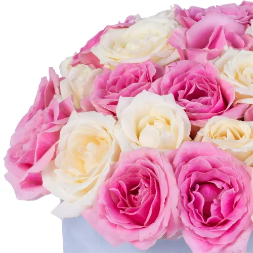 25 разноцветных роз premium в бархатной шляпной коробке