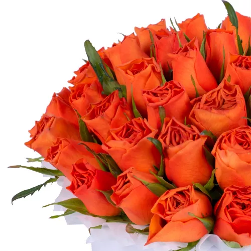 Яркий букет 51 оранжевая роза в белой шляпной коробке