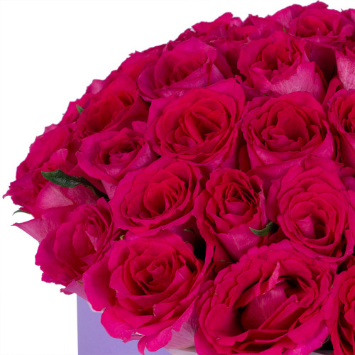 51 малиновая роза в фиолетовой шляпной коробке