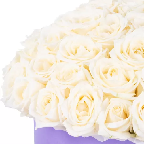 Букет из 51 белой розы premium в фиолетовой шляпной коробке