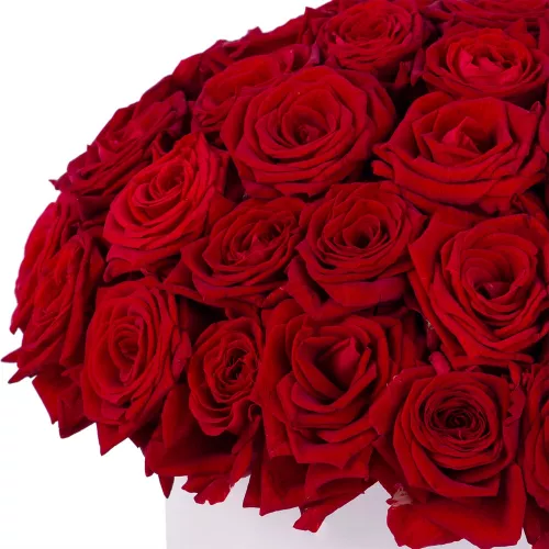 Букет из 51 красной розы premium в кремовой шляпной коробке