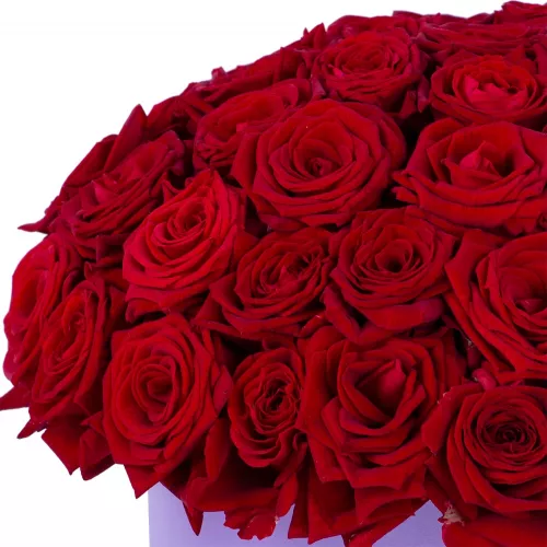 Букет из 51 красной розы premium в фиолетовой шляпной коробке