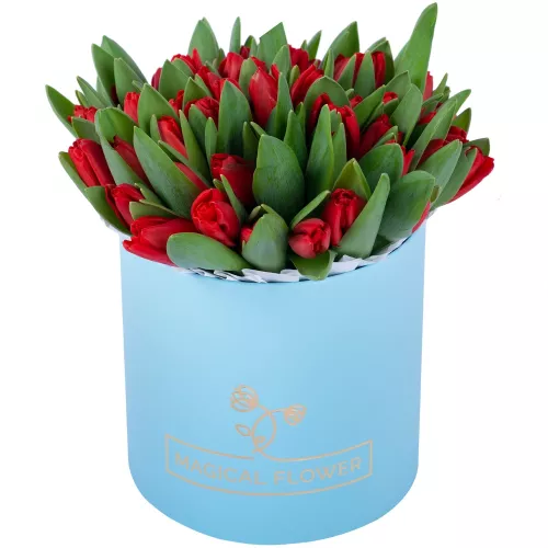 51 красный тюльпан в голубой шляпной коробке