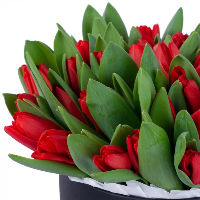 51 красный тюльпан в черной шляпной коробке
