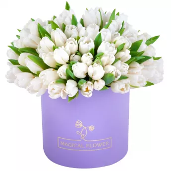 101 белый тюльпан в фиолетовой шляпной коробке