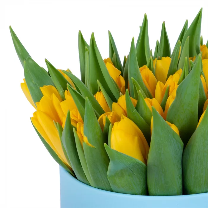51 желтый тюльпан в голубой шляпной коробке