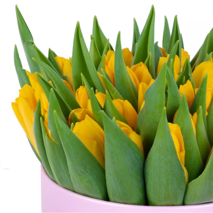 51 желтый тюльпан в розовой шляпной коробке