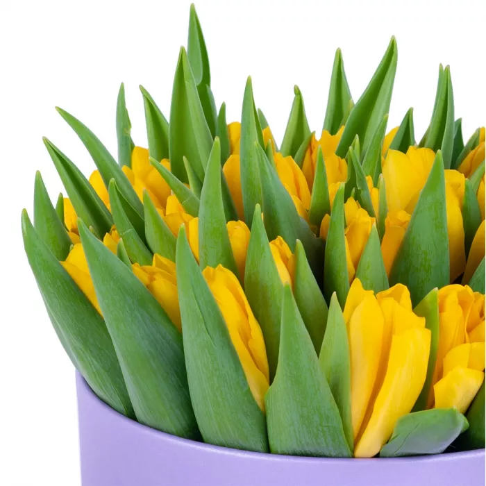 51 желтый тюльпан в фиолетовой шляпной коробке