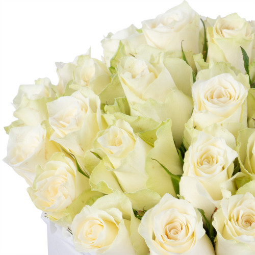 25 белых роз в белой шляпной коробке
