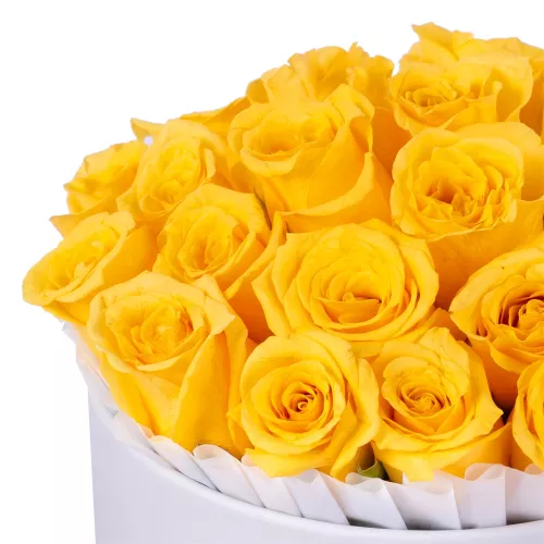 25 желтых роз в белой шляпной коробке