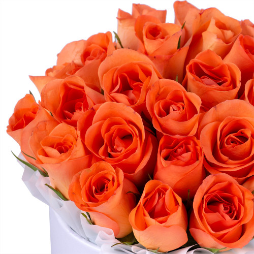 25 оранжевых роз в белой шляпной коробке