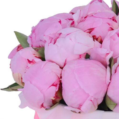 Букет из 19 розовых пионов с днем рождения в кремовой шляпной коробке