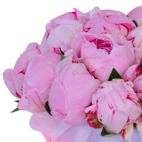 Букет из 19 розовых пионов с днем рождения в фиолетовой шляпной коробке