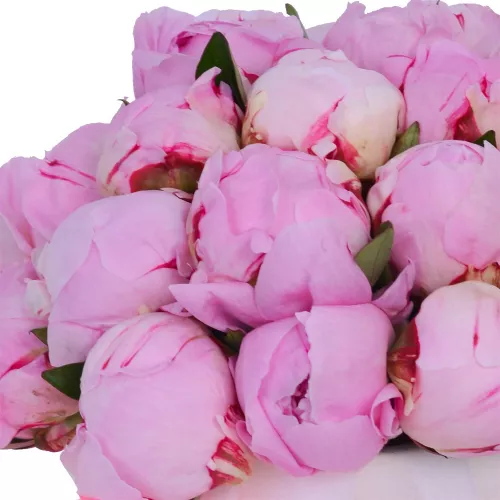 Букет из 25 розовых пионов Сара Бернар в кремовой шляпной коробке