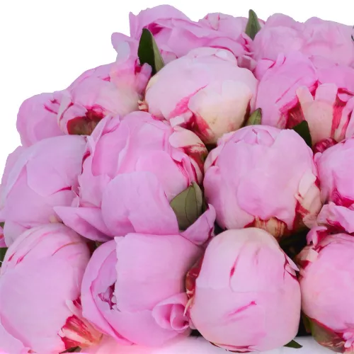 Букет из 25 розовых пионов Сара Бернар в белой шляпной коробке